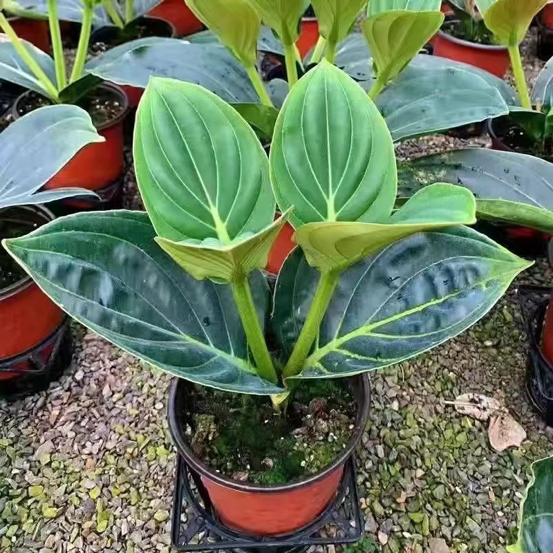 29.9～98宝莲灯高端花卉深粉绿植盆栽四季室内开花INS红绿高档植物