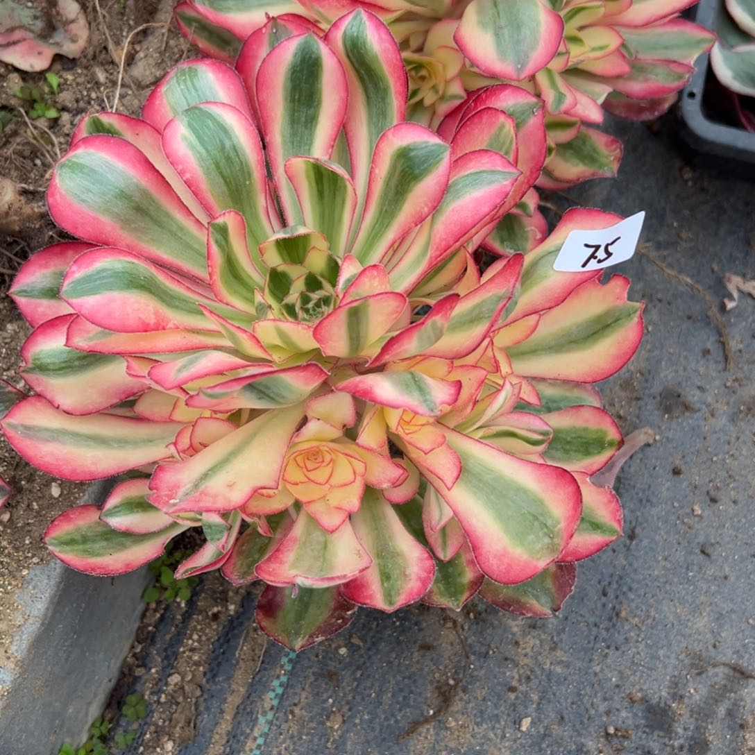 5爱丽丝多肉多肉多肉