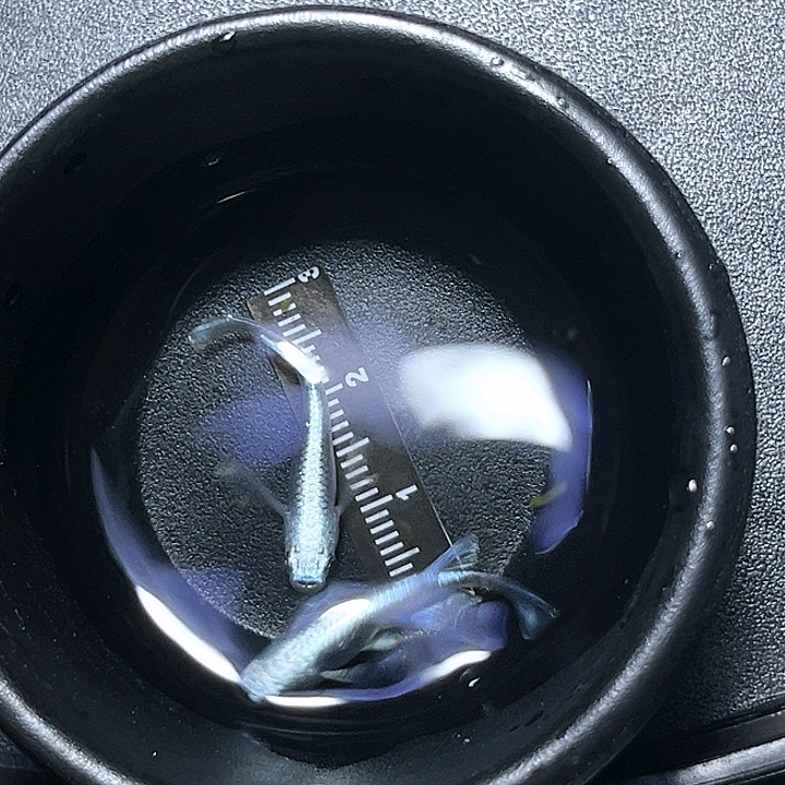 海水鱼观背青鱂034