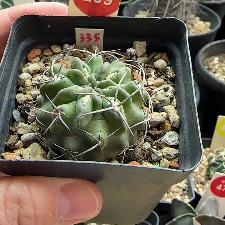 实生素妆玉4cm一棵