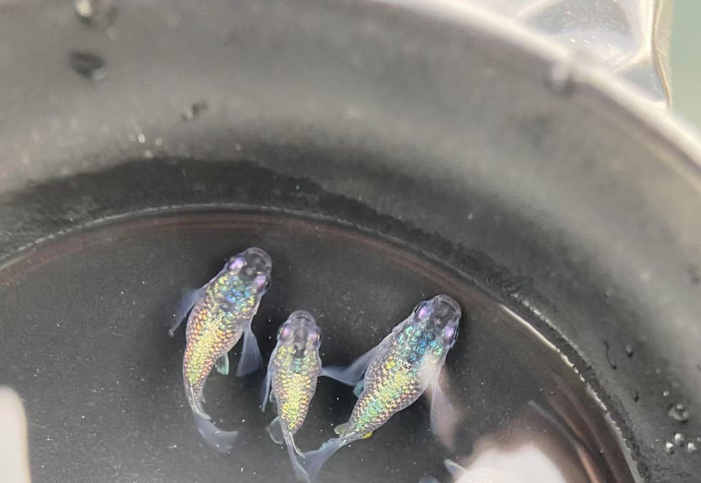 【一物一拍】观背青鳉球体 冷水小型观赏鱼