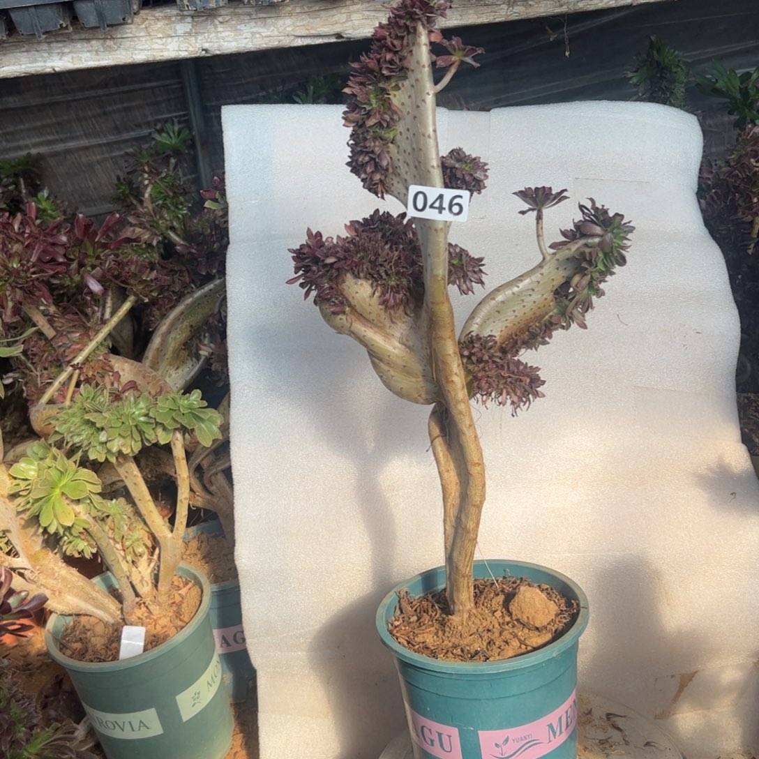 有伤黑缀妖翅膀046高度45厘米