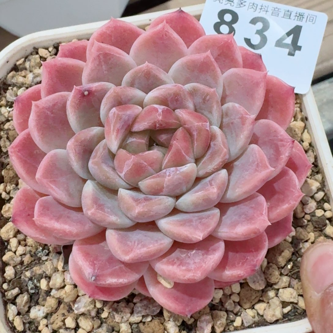 冰魄母本         精品多肉