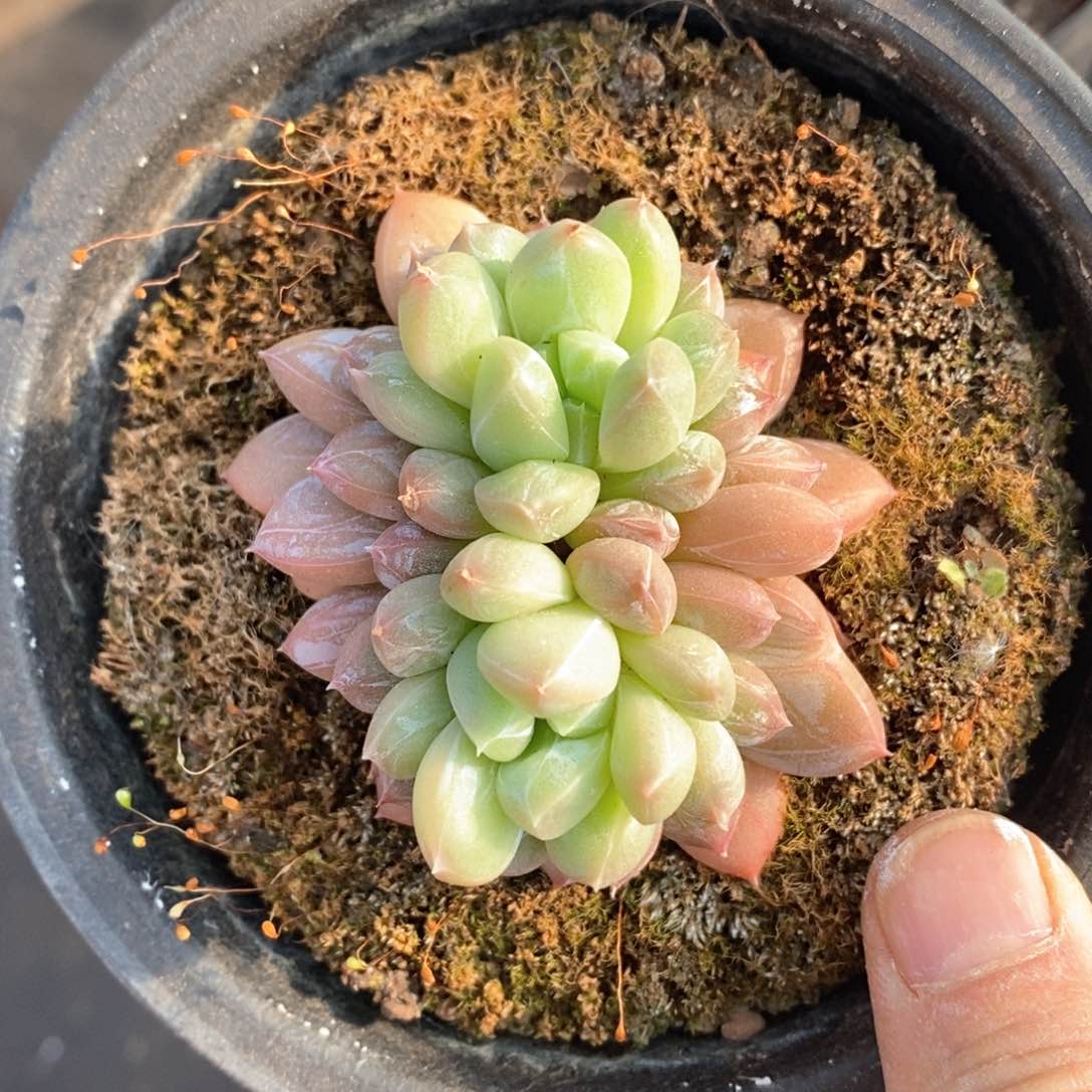 精品多肉一物一拍不包整116