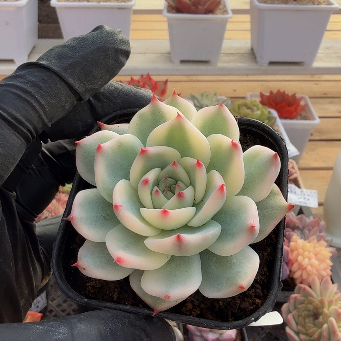 1126-76吉娃娃锦单头