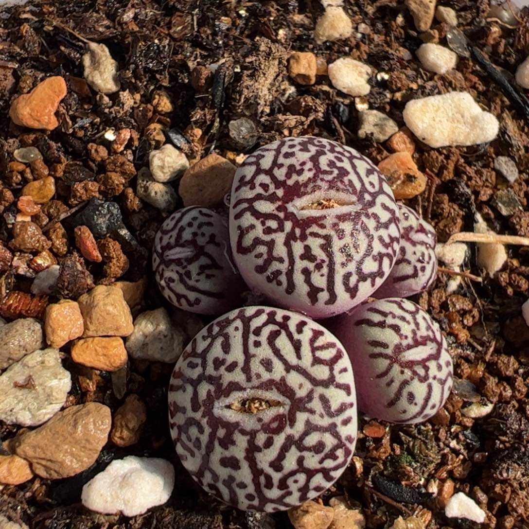 225多肉植物百科