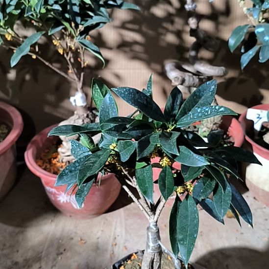 健***安完全开放八月桂早花朱砂