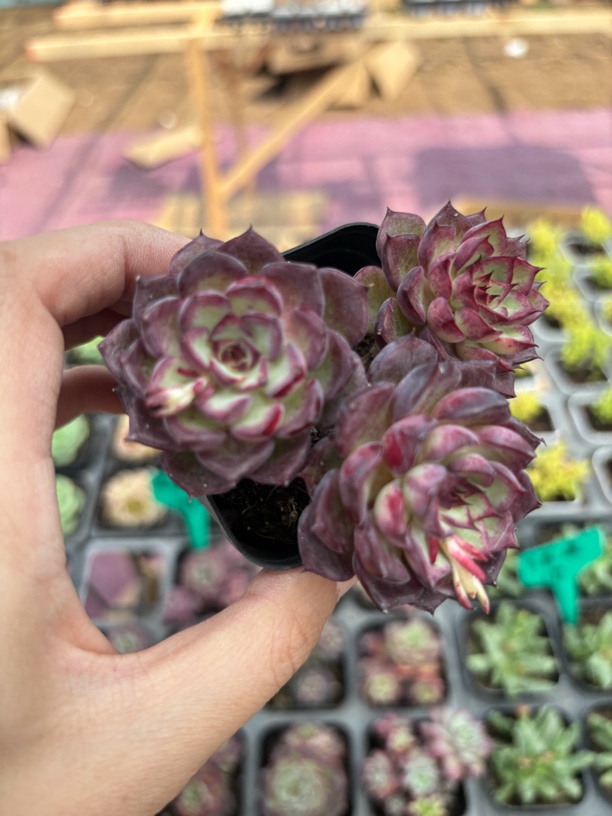 愤怒的小鸟多肉植物满9.9米包邮