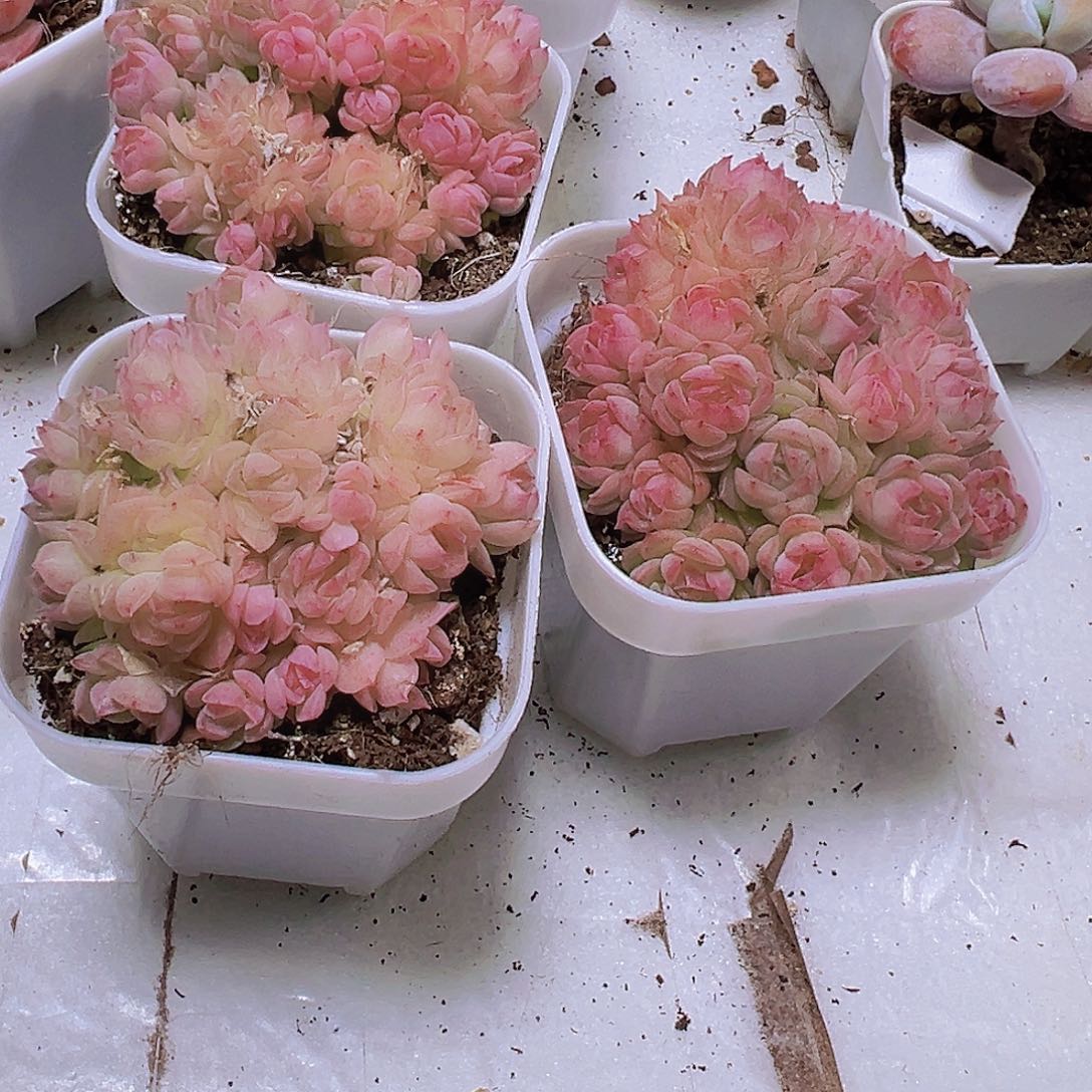 粉麦秆群19包邮多肉