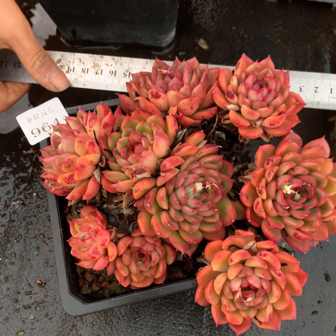 964杂交精品基地18厘米