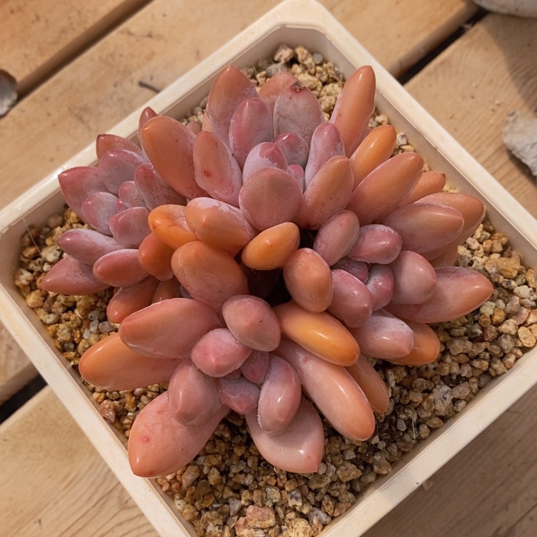 可问主播品种，下滑链接更多品种多肉选择