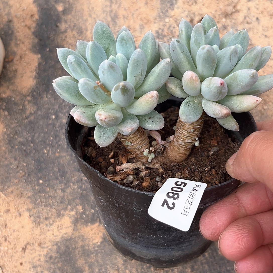 阿雅园艺。     5082