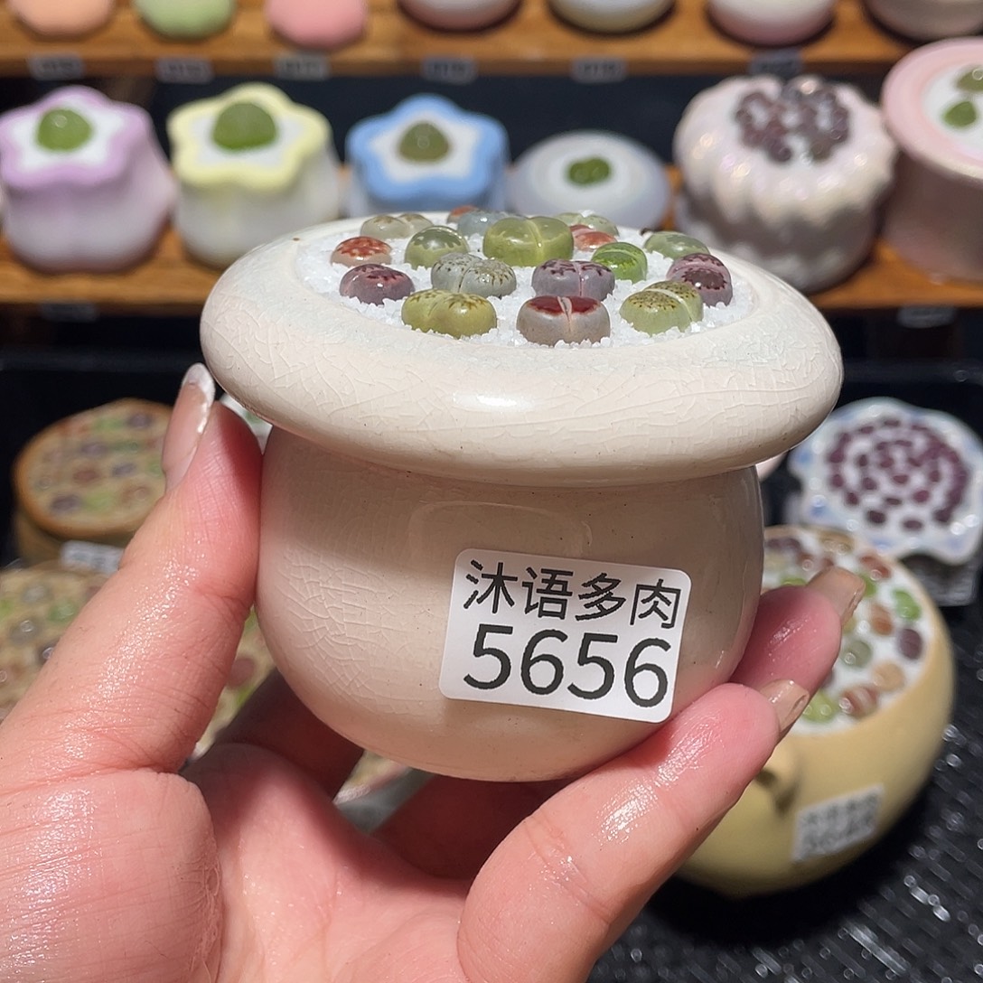 带盆土植物 一物一拍5656