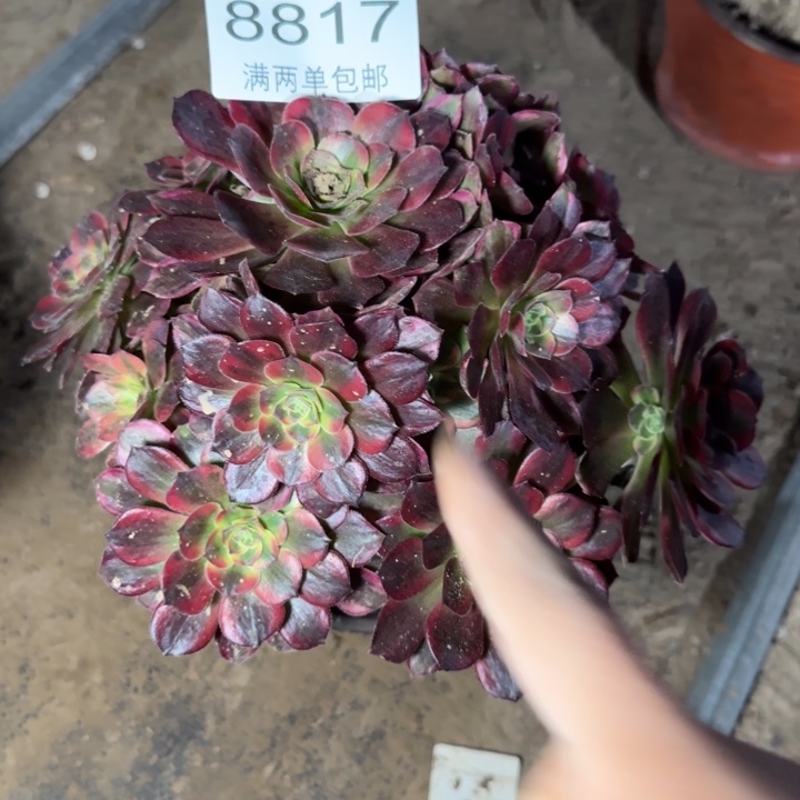 8817安娜多肉植物