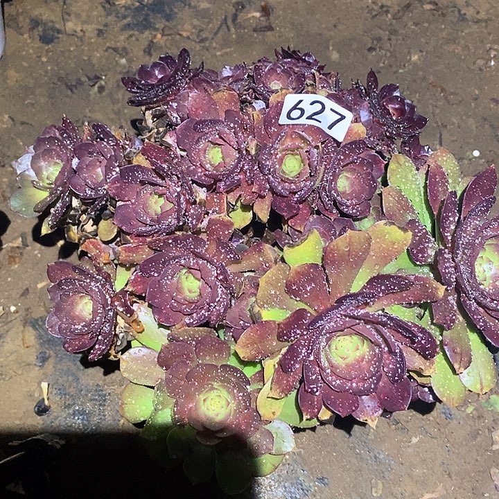 多肉植物法师627万圣节