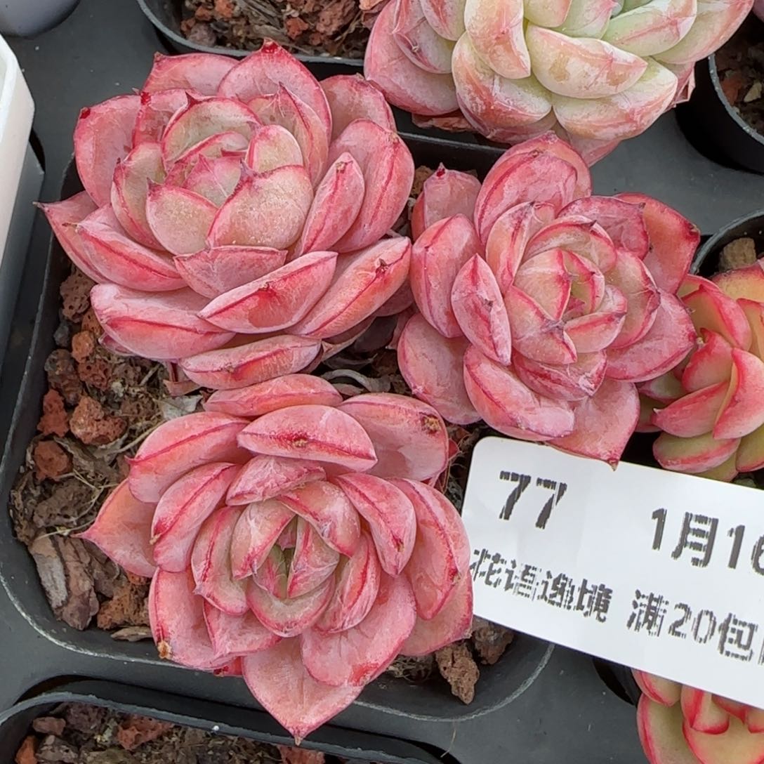 花语逸镜0116-77希纳优选