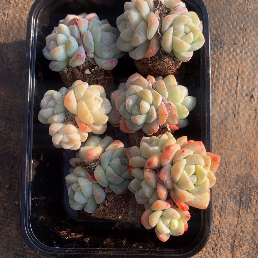 精控冰玉组合一物一拍