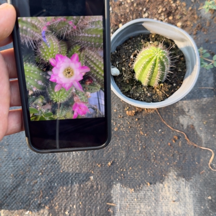 矮胖白檀1031单颗带跟
