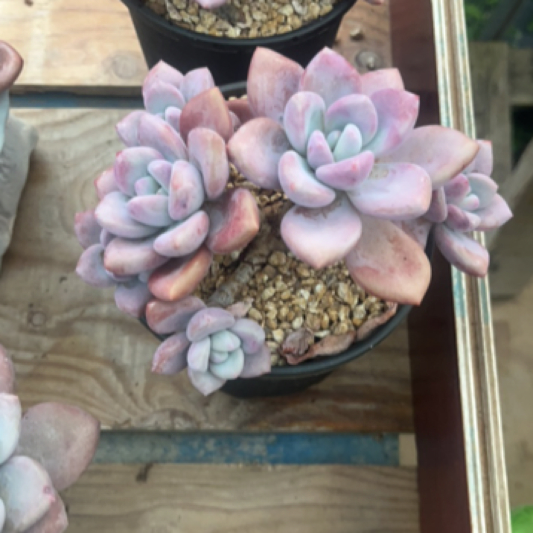 奥普琳娜 多肉植物