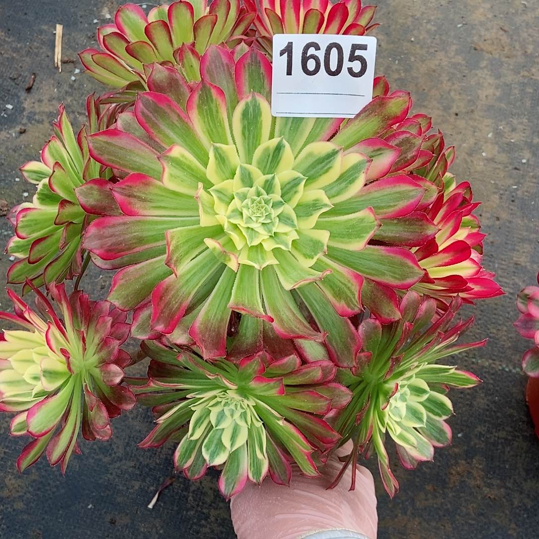 红陶少****伴1605天河3多肉