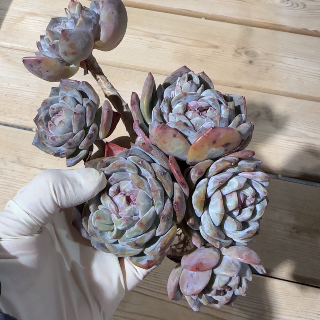 突尼斯发货多肉星影有砍