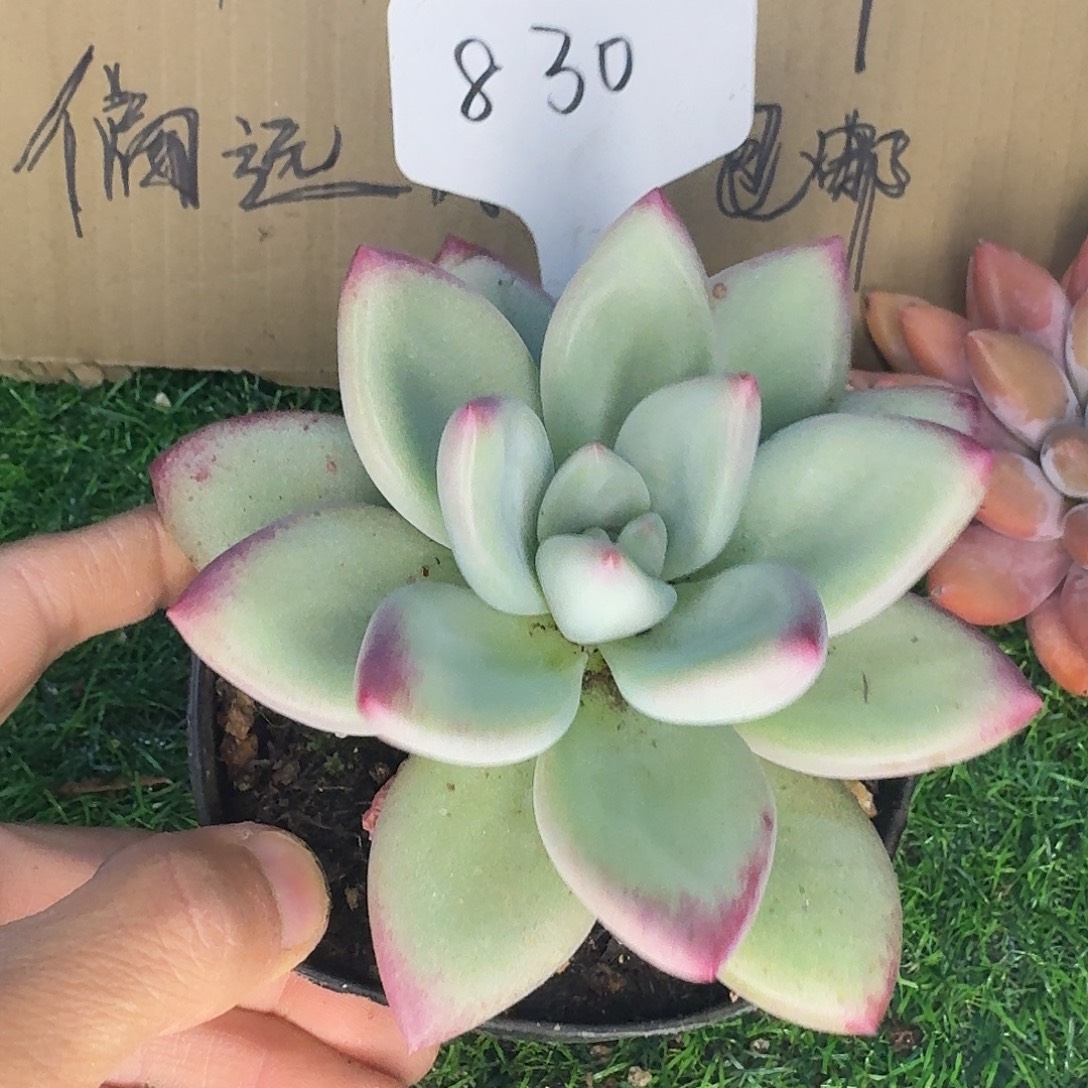 云南多肉小栈赫本830