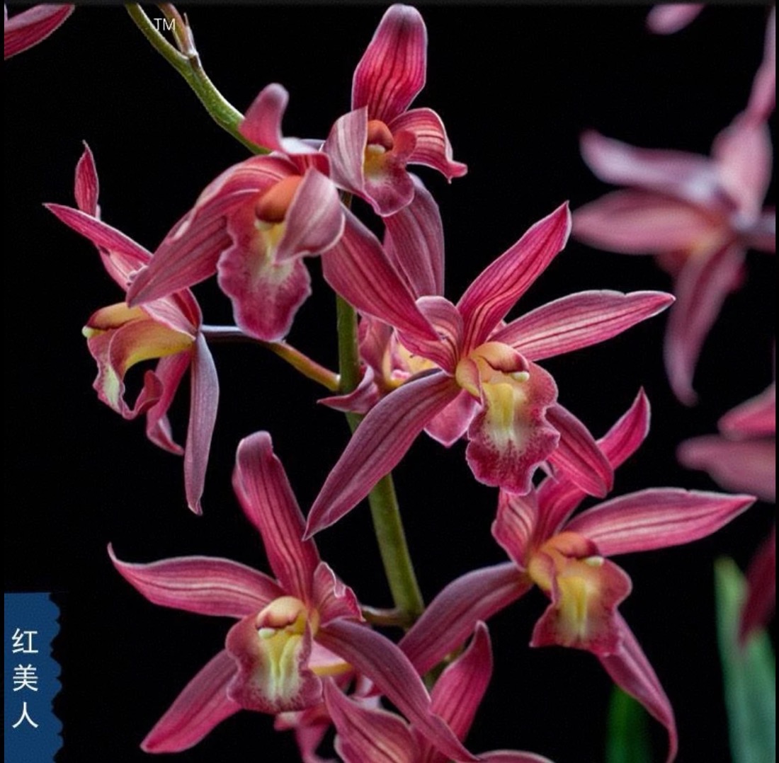【基地直发3-5花】西施红美人浓香带花苞兰花室内外绿植盆栽好养