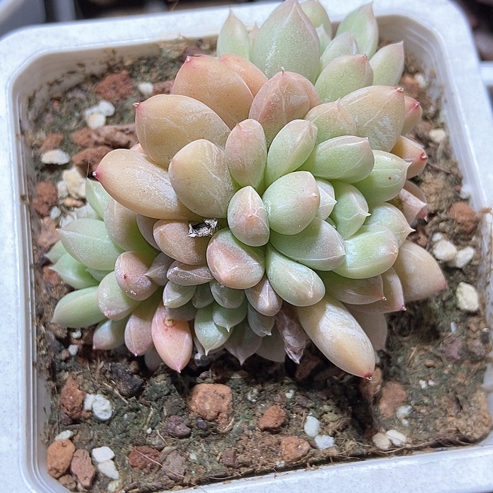 多肉植物百达翡翠1000