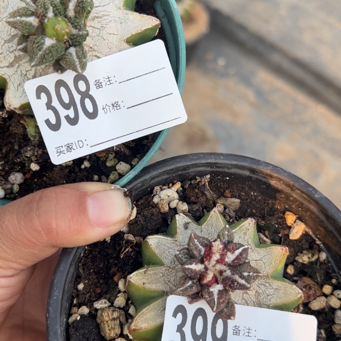 福利两颗黑牡丹苗398.399