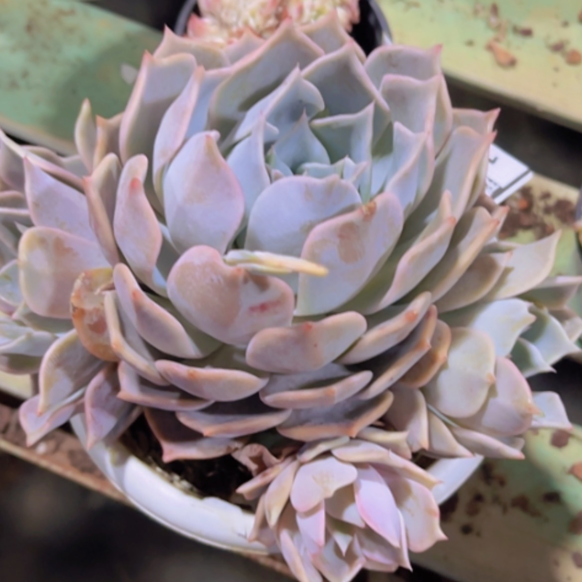 【闪购商品】露西娜17340