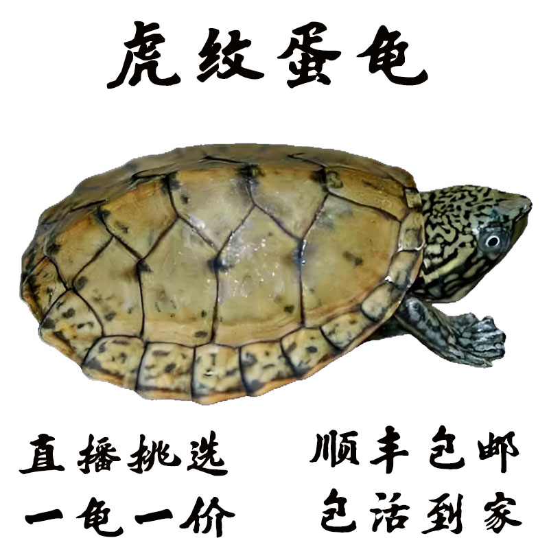 【虎纹蛋龟】2025虎纹苗 虎纹蛋龟苗，深水龟、冷水龟  蛋龟观赏龟 