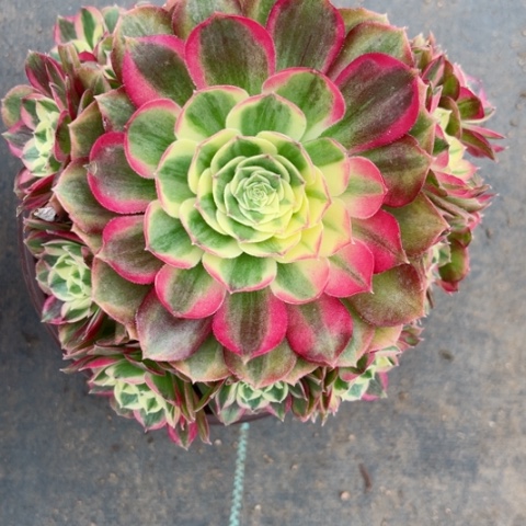 佛*多肉植物玉资锦。