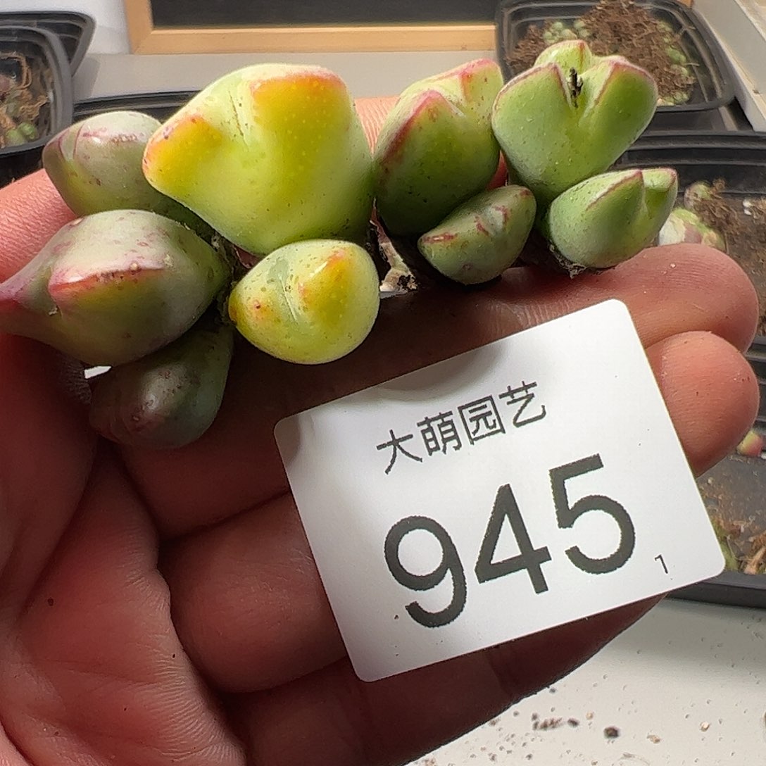 0000945 一物一拍……