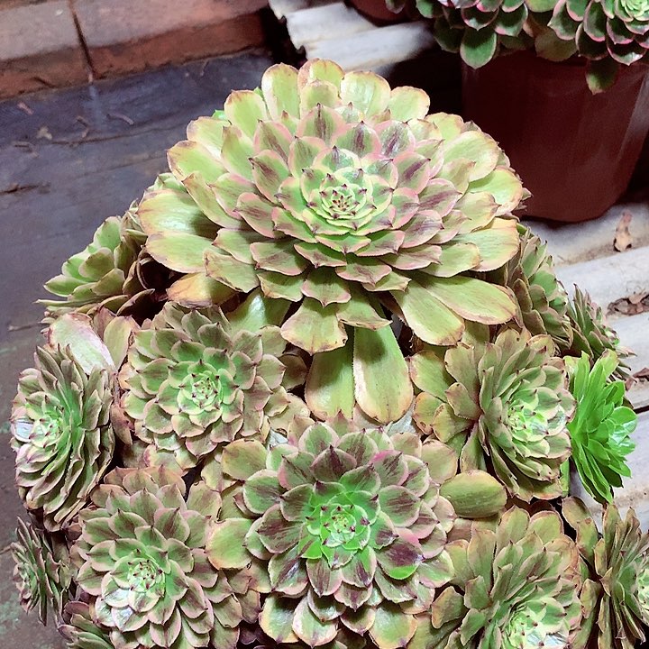 粉黛老桩，多肉植物