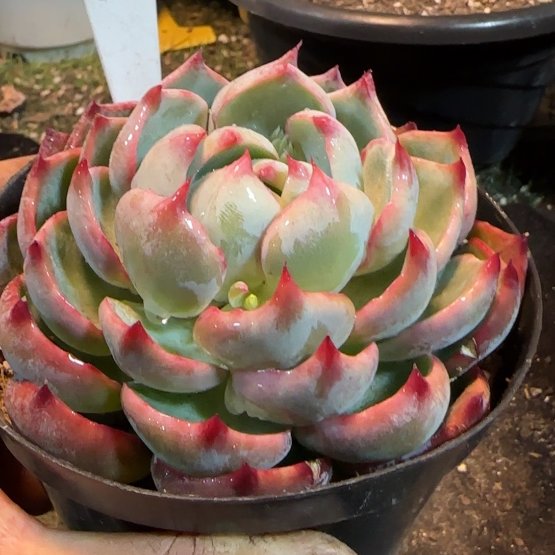 火焰201 惊鸿一物一拍包装收缩花旱