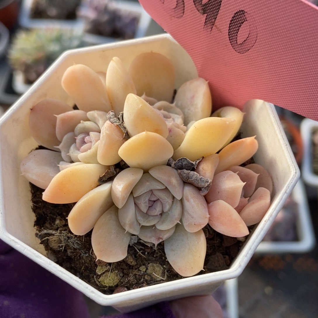 390汉堡多肉植物保护