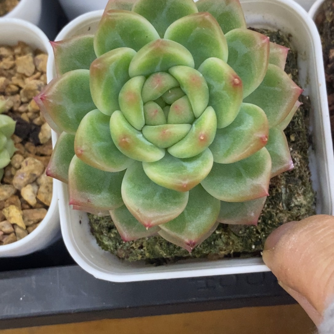 精品多肉一物一拍不包整173