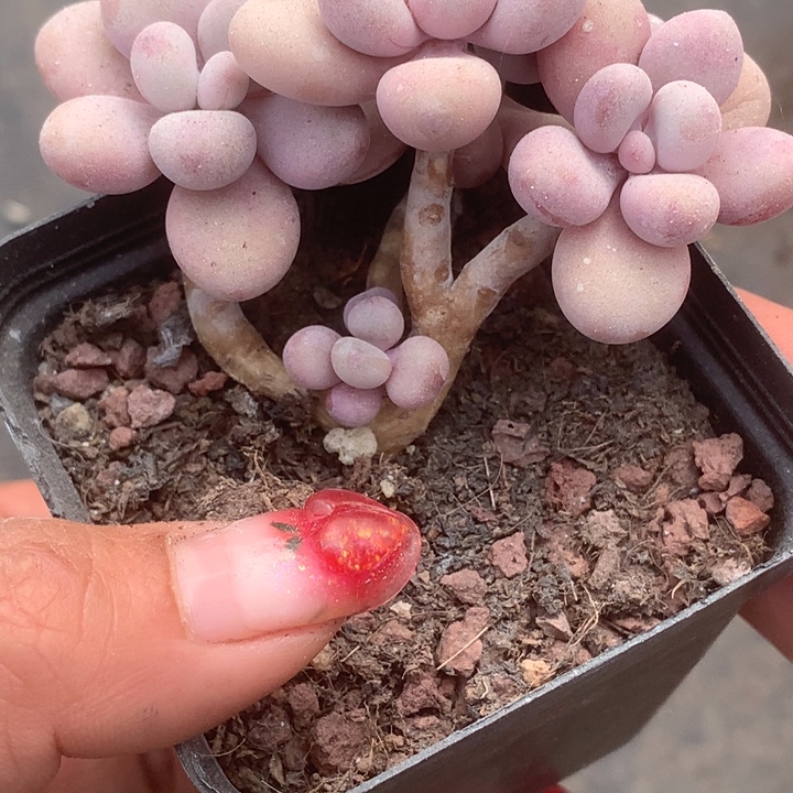 桃蛋四头。（满9.99包邮不满9.99发叶子）