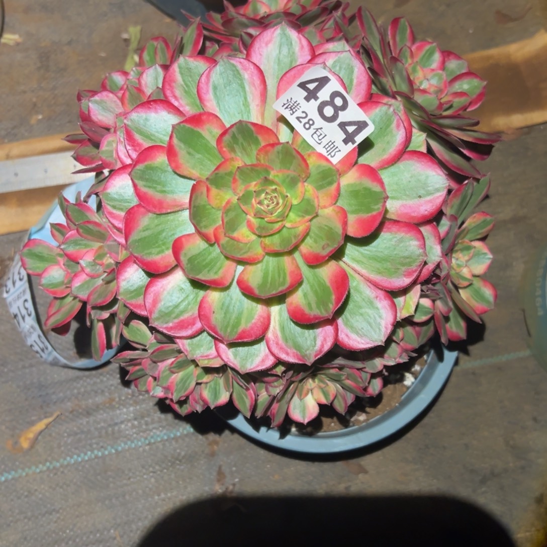 多肉植物484赤子心