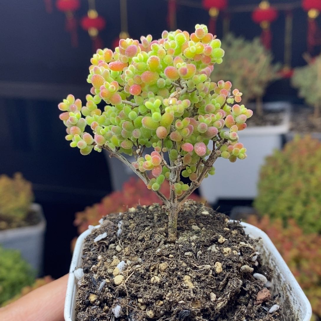 d112号蜜橘糖球枝干多肉