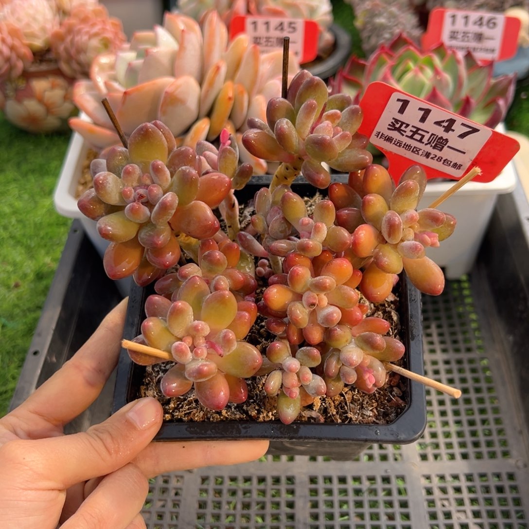 表妹精品多肉1147.