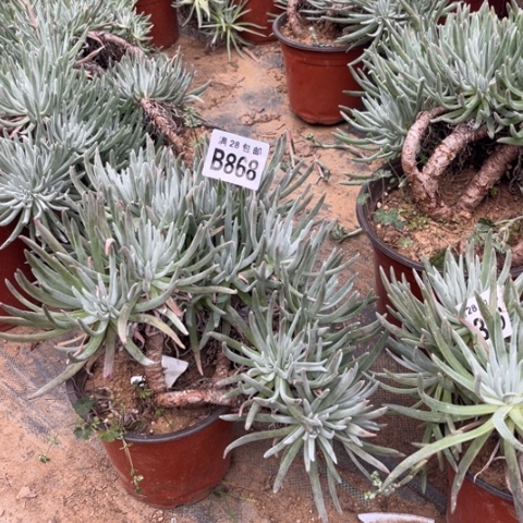 868爱度莉丝不包断枝