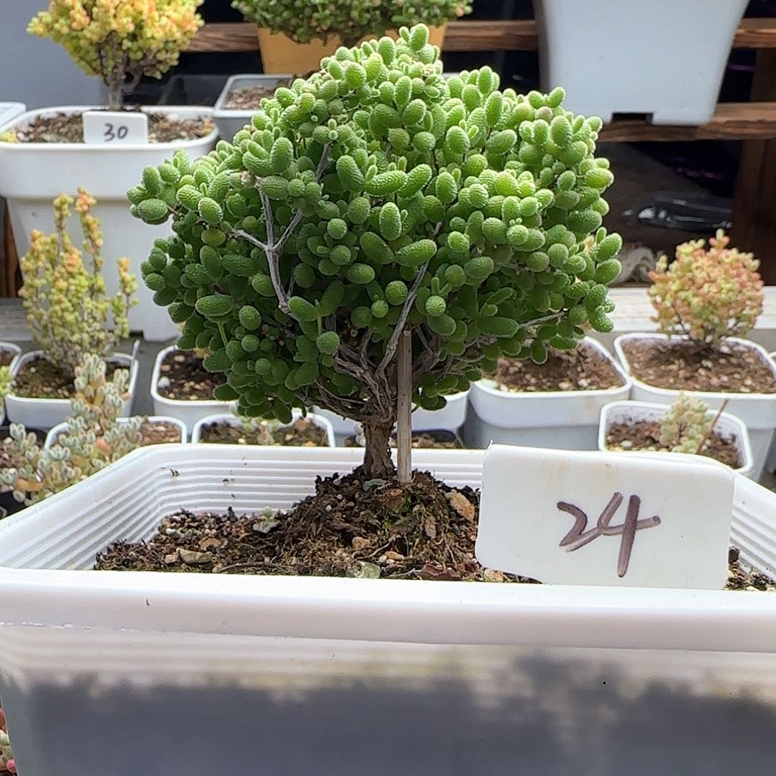 蜜橘糖球老桩福利