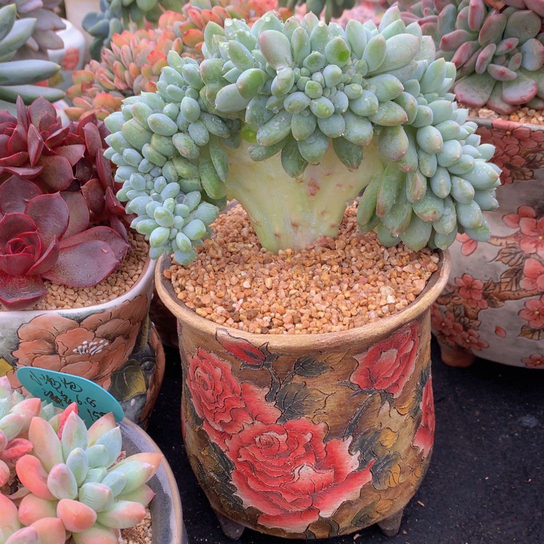 多肉植物群生植物群