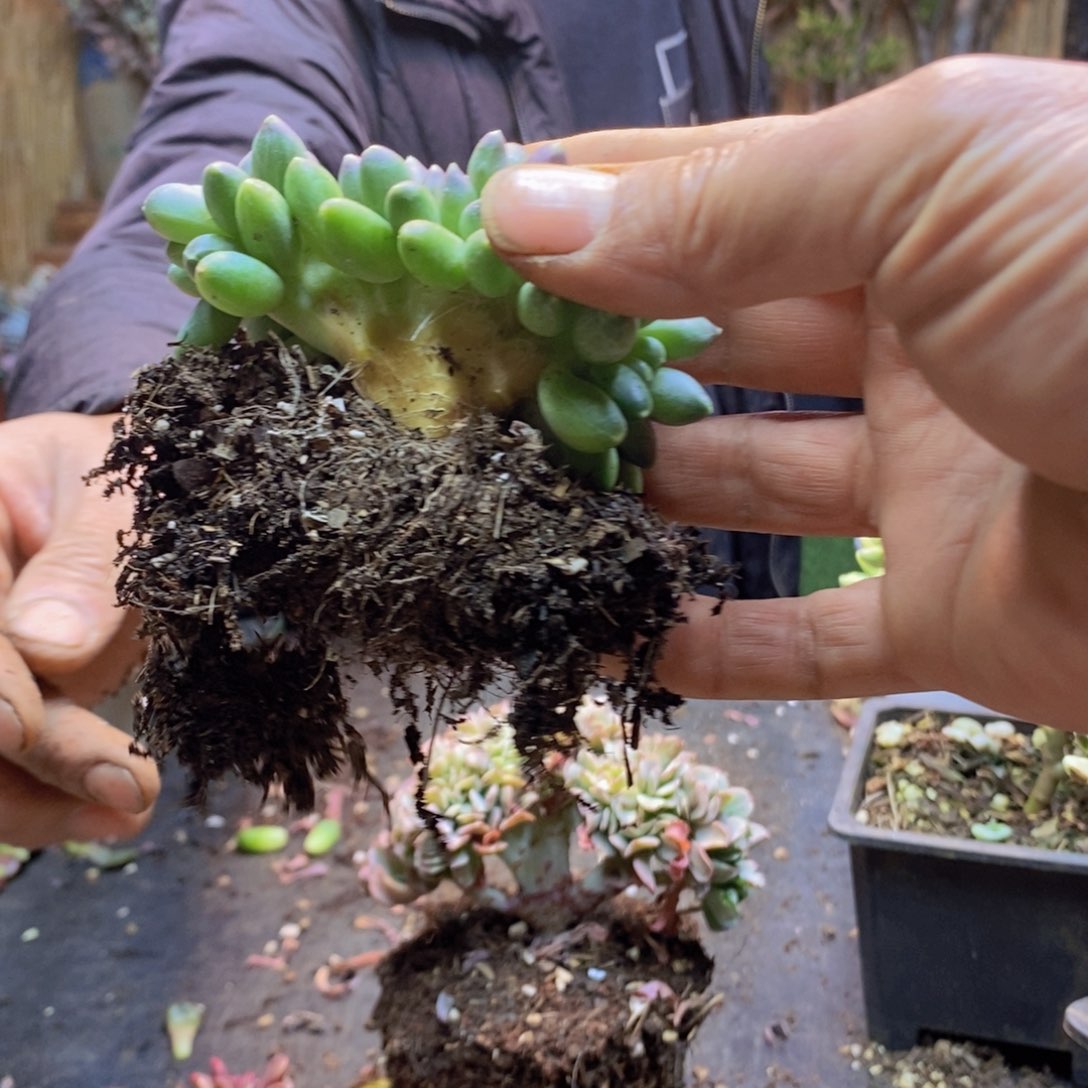 喝***茶87号千代田缀多肉