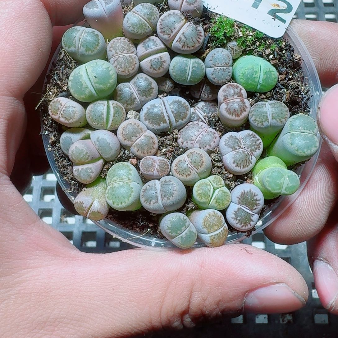 212 多肉植物多肉植物