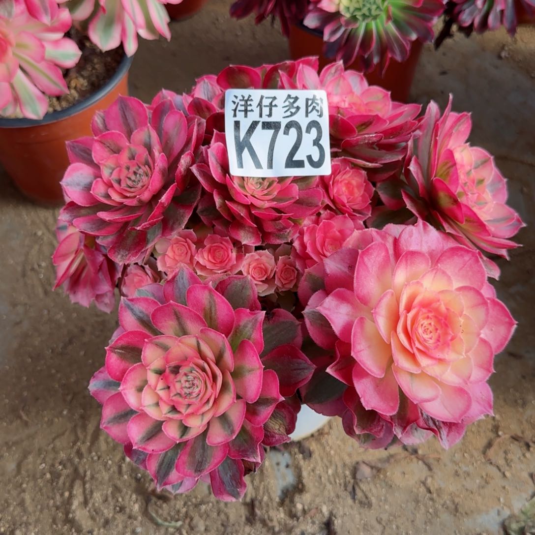 723荔枝法师园艺官服25左右2号