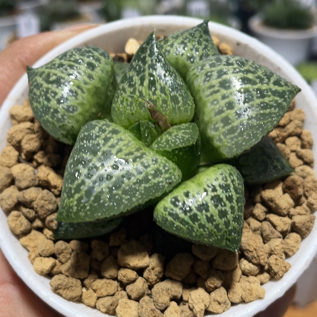 直播间万象盆白鲸康平