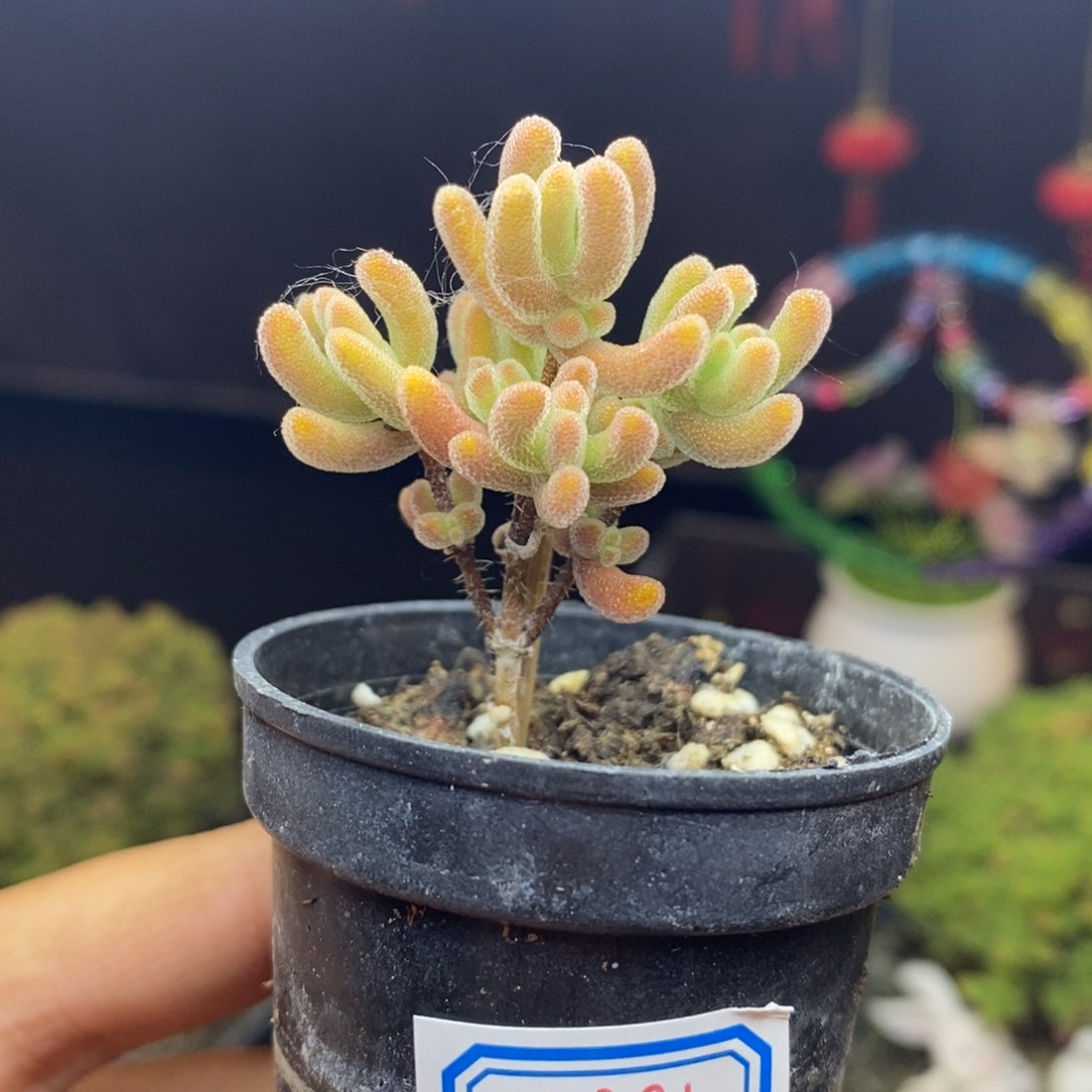 无花朵891号实生橙叶枝干