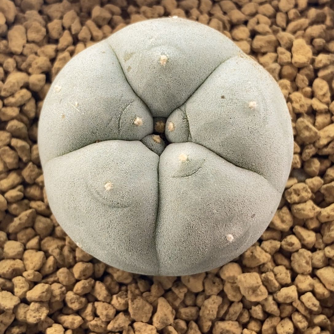 超白肌肋骨乌实生